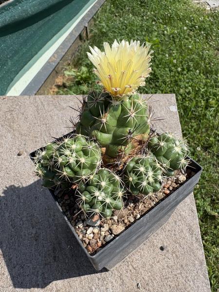 Thelocactus leucacanthus